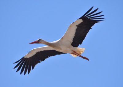 Weissstorch in Lagos, Algarve (inmitten der Stadt)