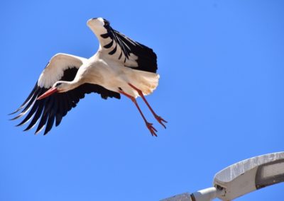Weisstorch beim Abflug