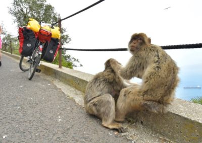 Gibraltar, Entlausung ist bei den Berberaffen an der Tagesordnung