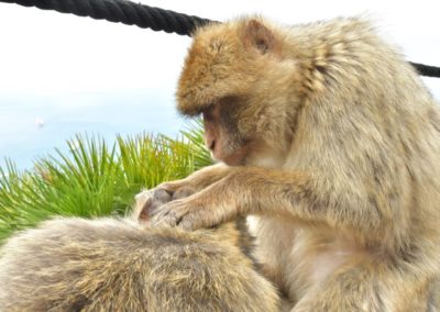 Gibraltar, ich glaube mich laust der Affe