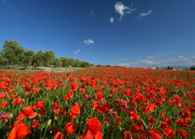 Spanien, Andalusien, Mohn-Light