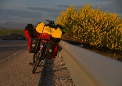 Spanien, Andalusien, Ginster in Blüte - ein intensiver Geruch