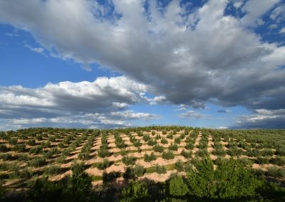 Spanien, Andalusien, riesige Olivenhaine. Spanien ist der weltweit größte Olivenproduzent