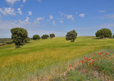 Spanien, Provinz La Mancha, etwa 1000 m Höhe (Hochplateau)