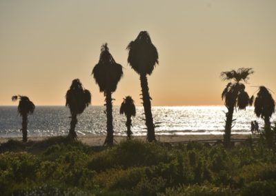 Spanien, Tarifa, Palmen im Abendlicht